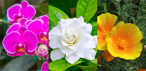 Flowers - Botanical Quiz about Beautiful Plants PC screenshot Flowers - Botanical Quiz about Beautiful Plants PC screenshot