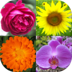 Flowers - Botanical Quiz about Beautiful Plants icon