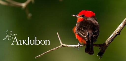 Audubon Bird Guide PC screenshot Audubon Bird Guide PC screenshot