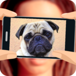 What dog am I? icon