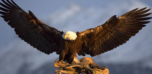 Bald Eagle Wallpaper PC screenshot