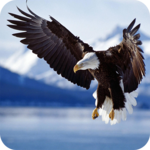 Bald Eagle Wallpaper icon