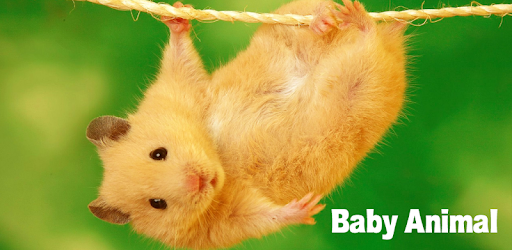 Baby Animal Pictures PC screenshot