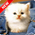 Baby Animal Pictures for PC