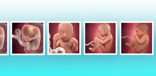 Pregnancy Tracker & Countdown to Baby Due Date PC screenshot