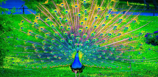 Feather Wallpapers PC screenshot