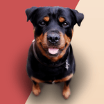 Barking Dog Sounds icon