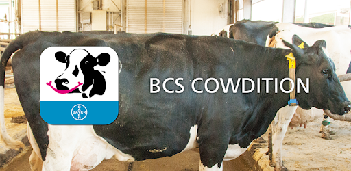 BCS Cowdition PC screenshot