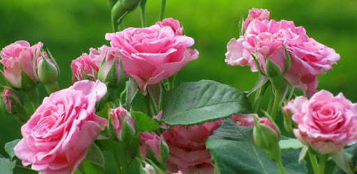 beautiful roses wallpapers PC screenshot beautiful roses wallpapers PC screenshot
