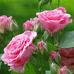 beautiful roses wallpapers for PC beautiful roses wallpapers for PC