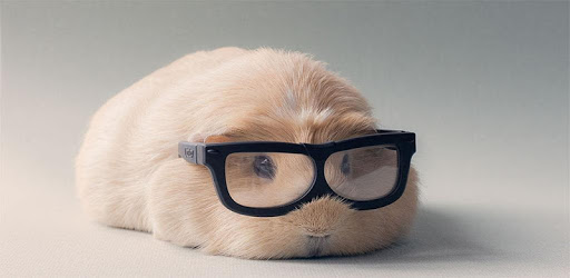 Guinea Pig Wallpapers PC screenshot Guinea Pig Wallpapers PC screenshot
