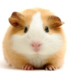 Guinea Pig Wallpapers icon