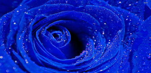 Blue Rose Wallpaper for PC - Free Download & Install on Windows PC, Mac