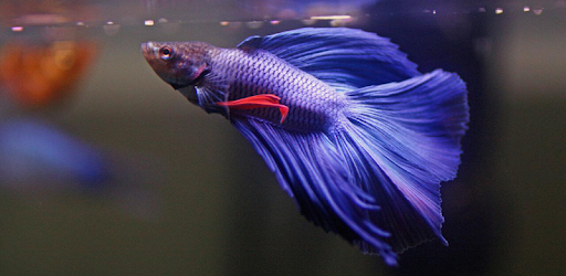Betta Fish Wallpaper HD Free PC screenshot