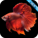 Betta Fish Wallpaper HD Free for PC