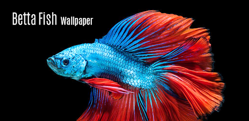 Betta Fish Wallpaper PC screenshot Betta Fish Wallpaper PC screenshot