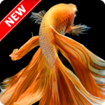 Betta Fish Wallpaper icon