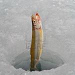 Winter fishing for PC