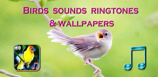 Birds Sounds Ringtones & Wallpapers PC screenshot
