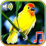 Birds Sounds Ringtones & Wallpapers icon