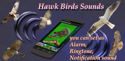 Hawk Birds Sounds PC screenshot Hawk Birds Sounds PC screenshot
