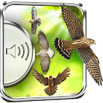Hawk Birds Sounds for PC Hawk Birds Sounds for PC