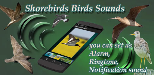 Shorebirds Sounds PC screenshot Shorebirds Sounds PC screenshot