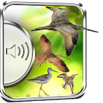 Shorebirds Sounds for PC Shorebirds Sounds for PC