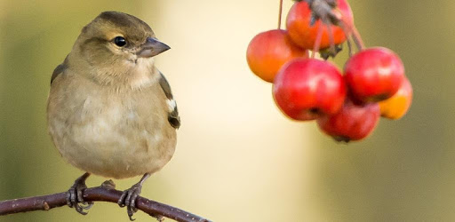 Bird Wallpaper PC screenshot Bird Wallpaper PC screenshot