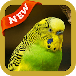Bird Wallpaper for PC Bird Wallpaper for PC