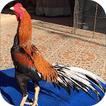 Gamecock Wallpapers HD icon