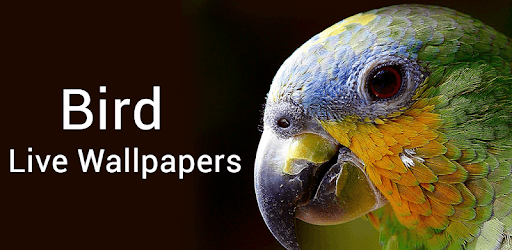 Bird Live Wallpaper - Cute Bird Wallpaper & Editor PC screenshot