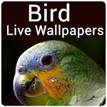 Bird Live Wallpaper - Cute Bird Wallpaper & Editor for PC
