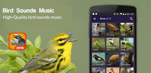 Bird Sounds - Free MP3 Download PC screenshot Bird Sounds - Free MP3 Download PC screenshot