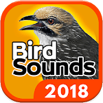 Bird Sounds - Free MP3 Download for PC Bird Sounds - Free MP3 Download for PC