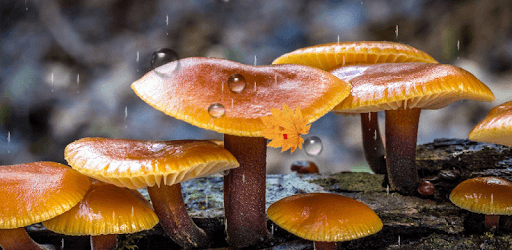 Mushrooms Live Wallpaper PC screenshot