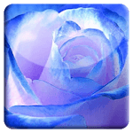 Blue Rose HD LiveWallpaper for PC