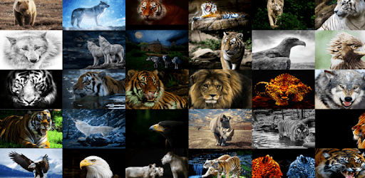 Free Beast Wallpaper FHD (Lion, Tiger, Wolf, etc) PC screenshot Free Beast Wallpaper FHD (Lion, Tiger, Wolf, etc) PC screenshot