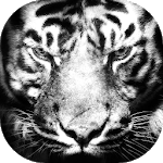 Free Beast Wallpaper FHD (Lion, Tiger, Wolf, etc) for PC Free Beast Wallpaper FHD (Lion, Tiger, Wolf, etc) for PC