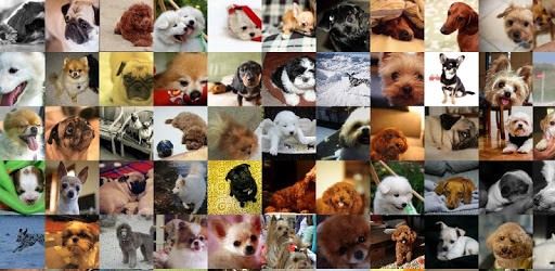 Free Puppy Wallpaper FHD PC screenshot Free Puppy Wallpaper FHD PC screenshot