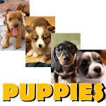 Free Puppy Wallpaper FHD for PC Free Puppy Wallpaper FHD for PC