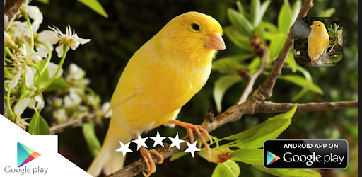 Canary Bird Sounds 2017 PC screenshot