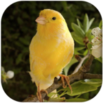 Canary Bird Sounds 2017 for PC