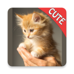 CUTE CATS Memory matching Game for PC CUTE CATS Memory matching Game for PC