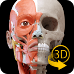Muscle | Skeleton - 3D Atlas of Anatomy icon