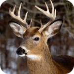 Deer Hunting Calls for PC Deer Hunting Calls for PC