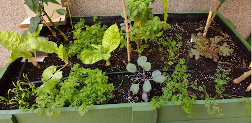 Vegetable Pot Garden PC screenshot