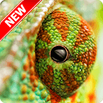 Chameleon Wallpaper for PC Chameleon Wallpaper for PC