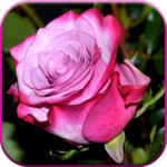 Good Afternoon Images * icon