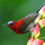 Bird Live Wallpaper HD 4K for PC Bird Live Wallpaper HD 4K for PC
